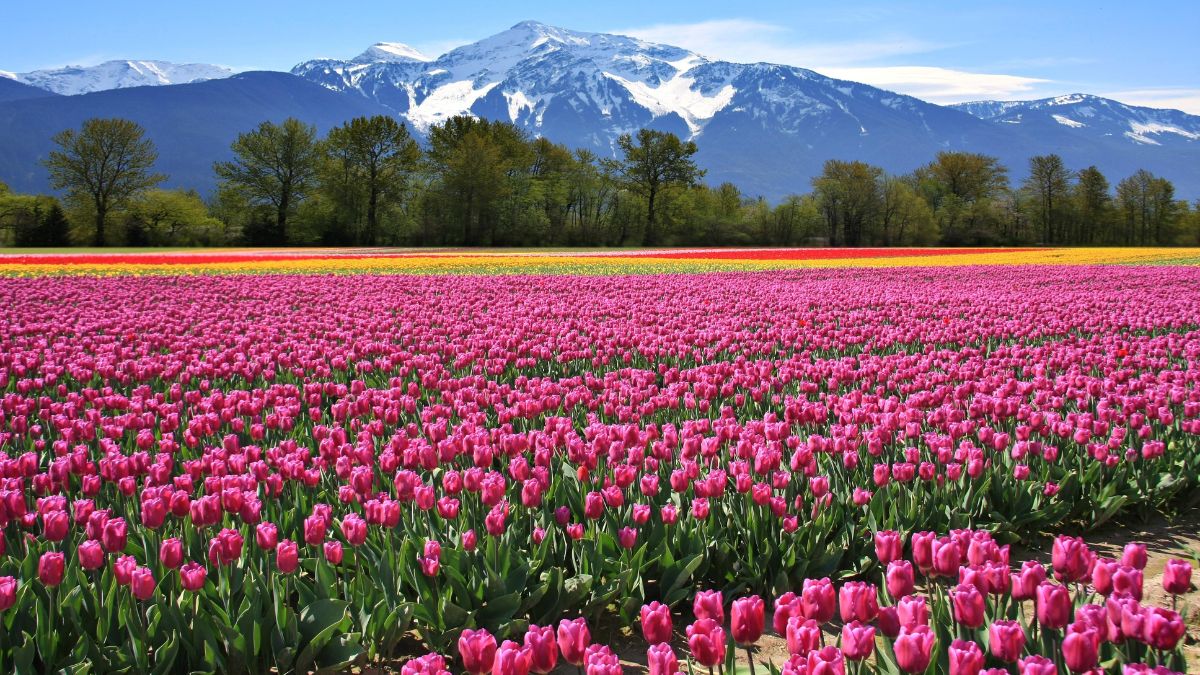 Valley Of Flowers